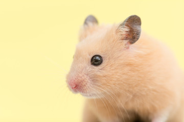 キンクマハムスターの横顔