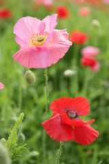Obraz premium The image of beautiful nature