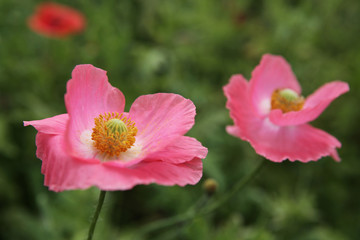 The image of beautiful nature