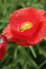 Obraz premium Obraz pięknej przyrody