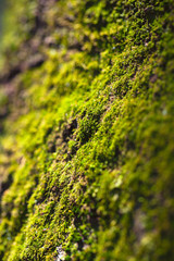 Green moss texture on tree bark