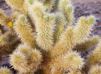 Cactus Needles Closeup