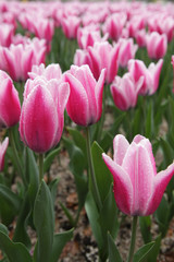 The image of beautiful nature