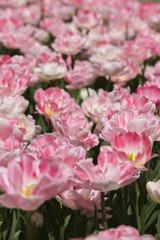 The image of beautiful nature