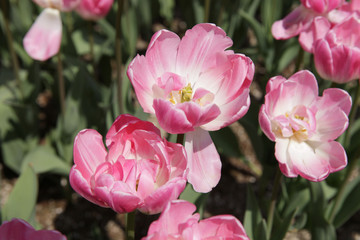 The image of beautiful nature