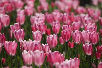 The image of beautiful nature