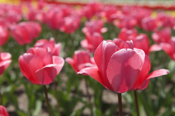 The image of beautiful nature