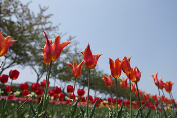 The image of beautiful nature