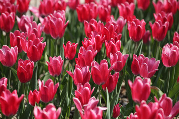 The image of beautiful nature