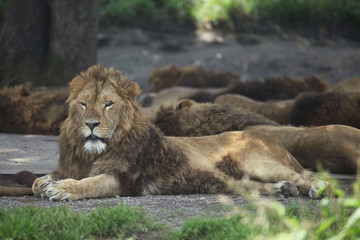 The image of animal