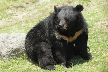 Fototapeta premium The image of animal