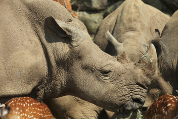 Obraz premium Wizerunek zwierzęcia