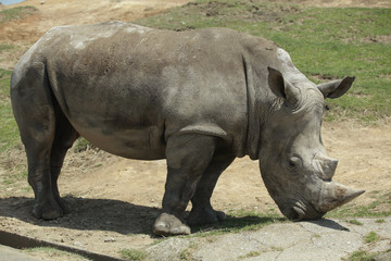 Naklejka premium The image of animal