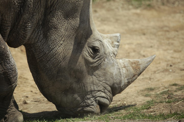 Obraz premium The image of animal