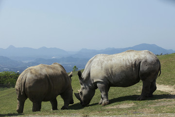 Fototapeta premium The image of animal