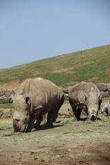 Fototapeta premium The image of animal