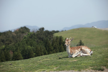 The image of animal
