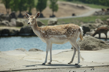 The image of animal