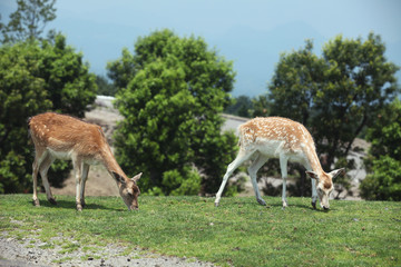 The image of animal