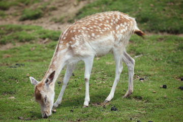 The image of animal