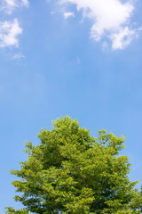 Fresh tree with blue sky