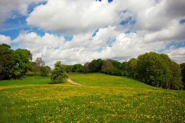 Spring summer background  green grass field