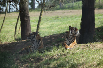 The image of animal