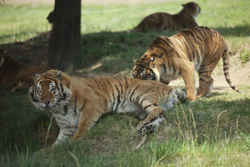 The image of animal