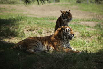 Obraz premium The image of animal