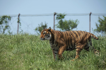 The image of animal