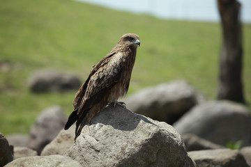 The image of animal