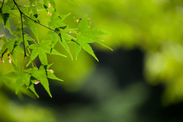 The image of landscape