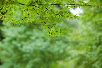 The image of landscape