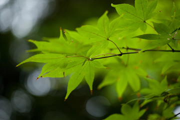 The image of landscape