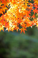 The image of landscape