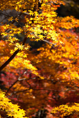 The image of landscape