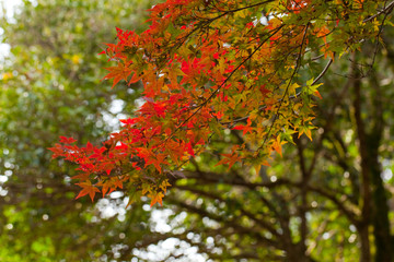 The image of landscape