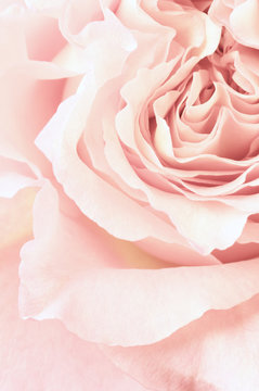 Fototapeta Rose close-up
