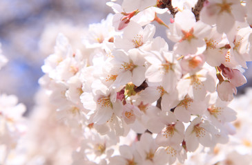 満開の桜　春