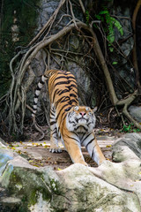 Fototapeta premium amur tiger stretching out