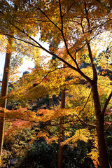 The image of landscape