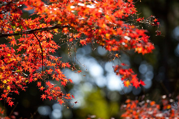 The image of landscape