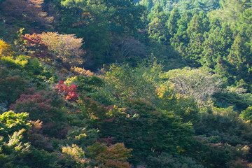 Obraz premium The image of beautiful scenery