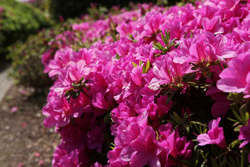 The image of beautiful nature