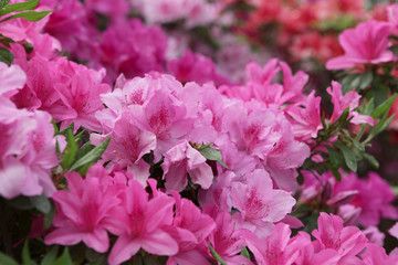 The image of beautiful nature