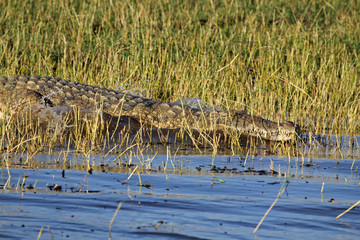 Krokodil geht ins Wasser