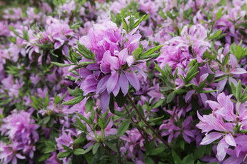 The image of beautiful nature