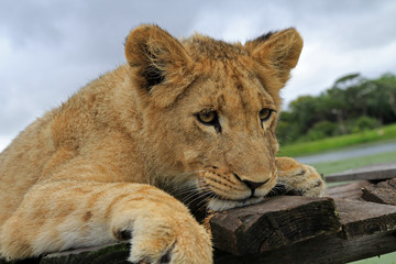 junger Löwe, Portrait