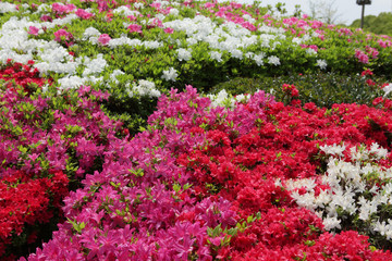 The image of beautiful nature