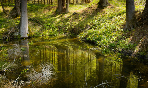 Pond in forest